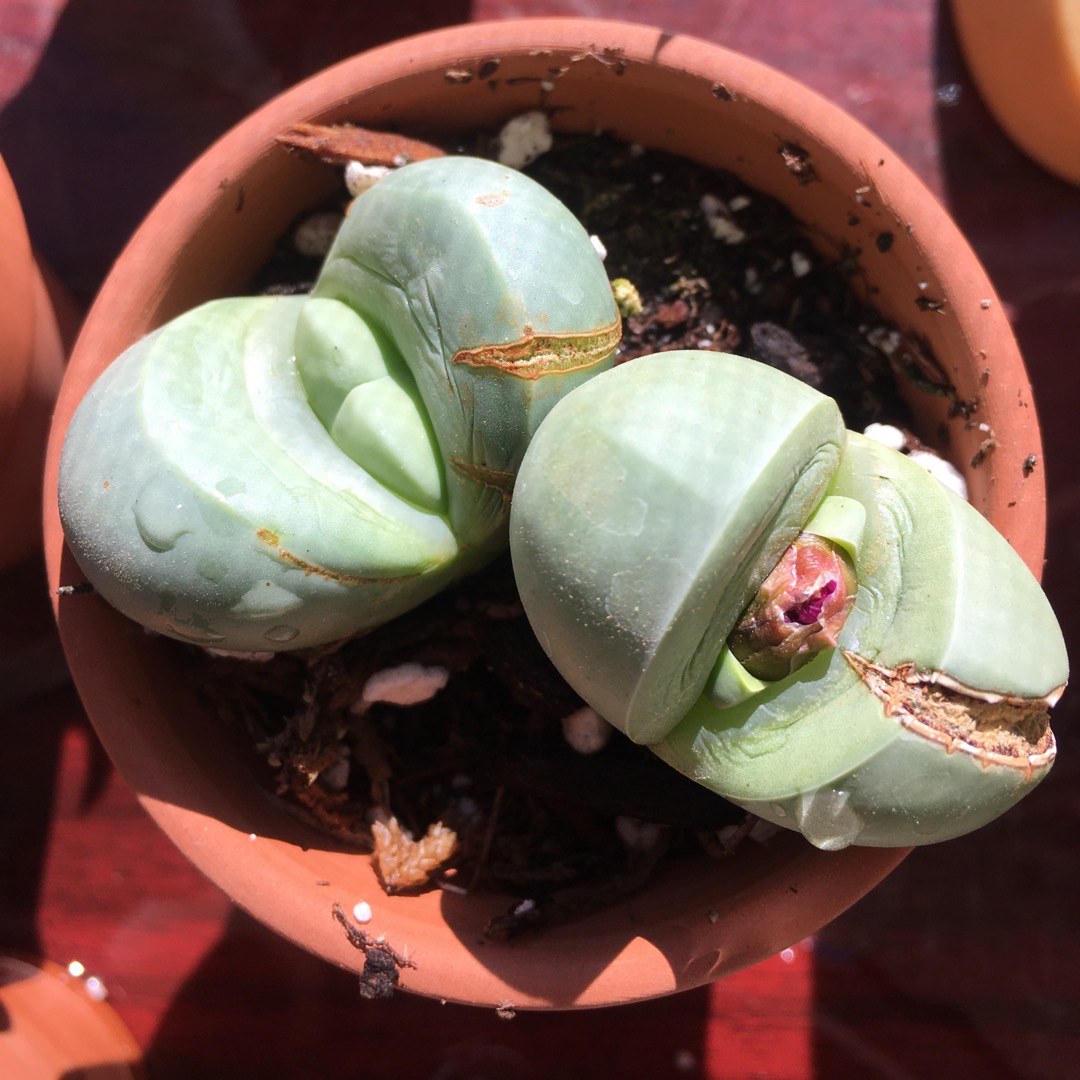 Argyroderma Congregatum L. Bolus in the GardenTags plant encyclopedia Argyroderma Congregatum in the GardenTags plant encyclopedia