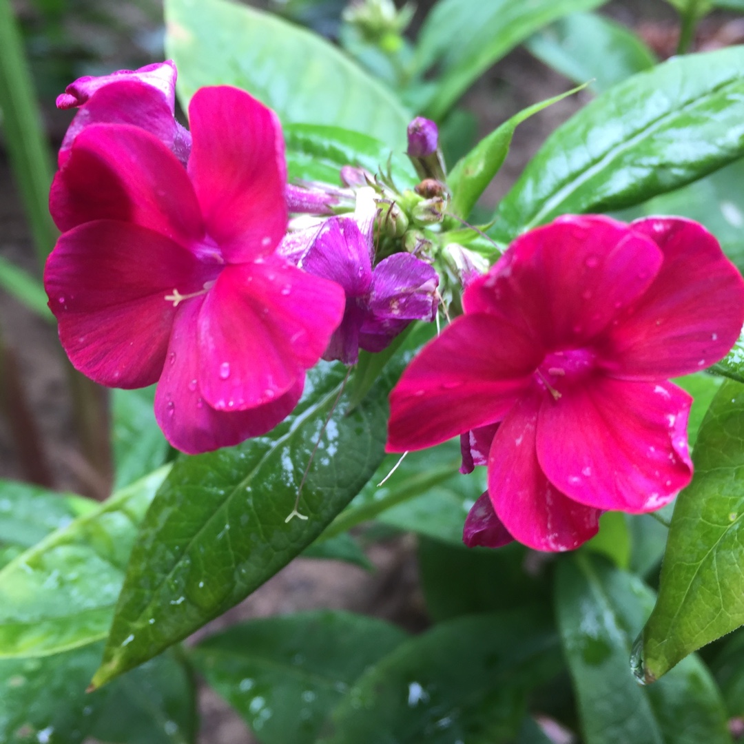 Phlox Paniculata Famous Rose in the GardenTags plant encyclopedia Phlox Famous Rose in the GardenTags plant encyclopedia