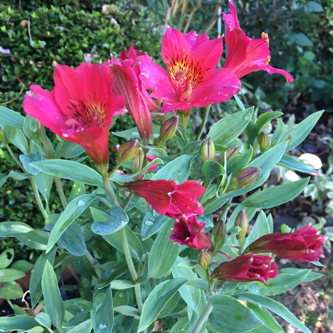 Alstroemeria Red Elf in the GardenTags plant encyclopedia Peruvian Lily Red Elf in the GardenTags plant encyclopedia