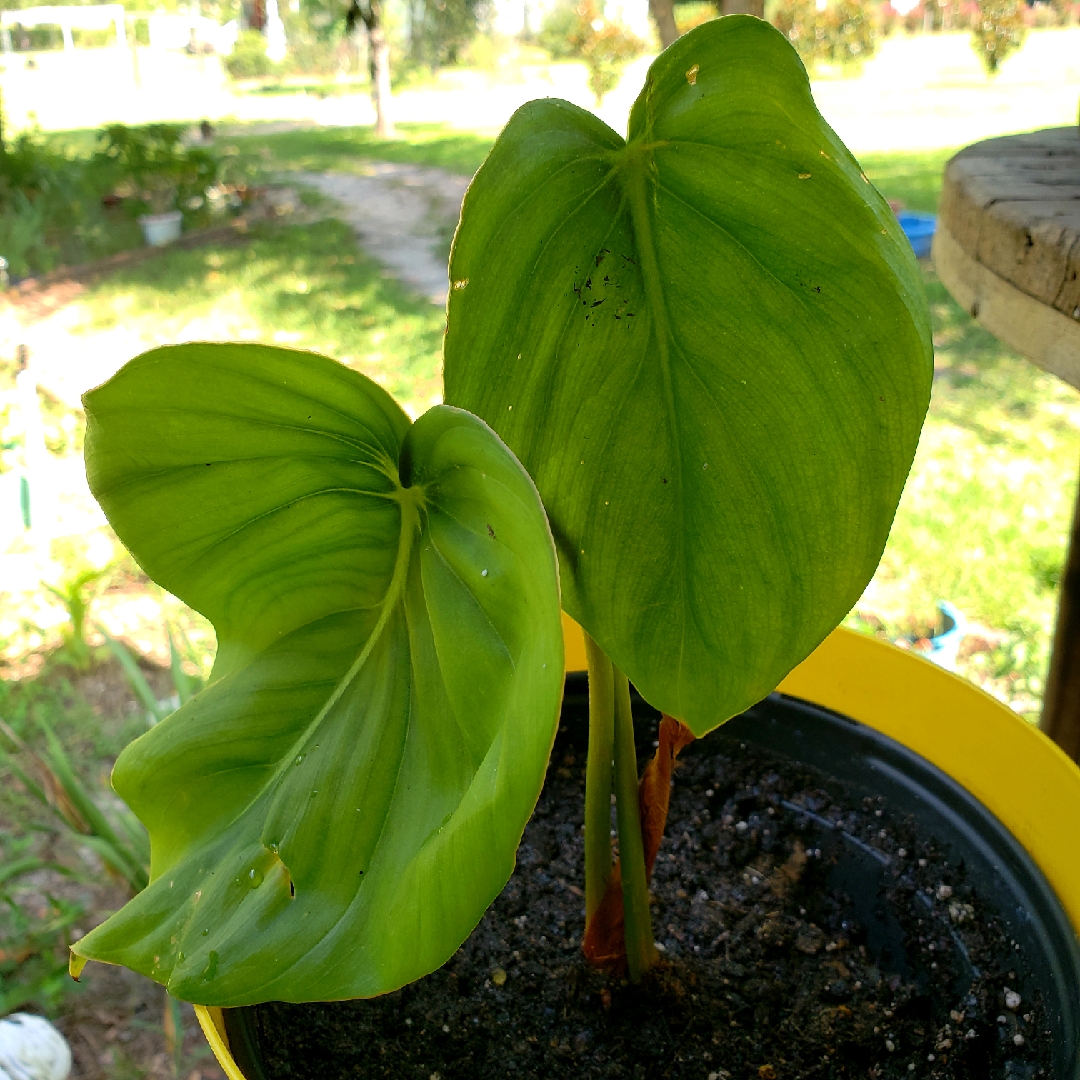 Anthurium faustomirandae in the GardenTags plant encyclopedia Faustinos Giant Anthurium in the GardenTags plant encyclopedia