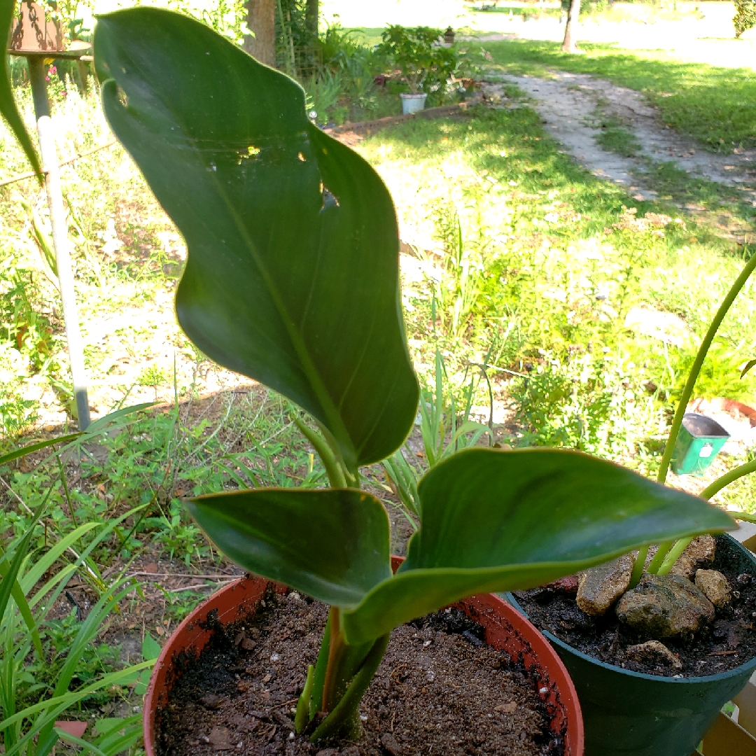 Philodendron tatei subs. melanochlorum Congo in the GardenTags plant encyclopedia Philodendron Congo in the GardenTags plant encyclopedia