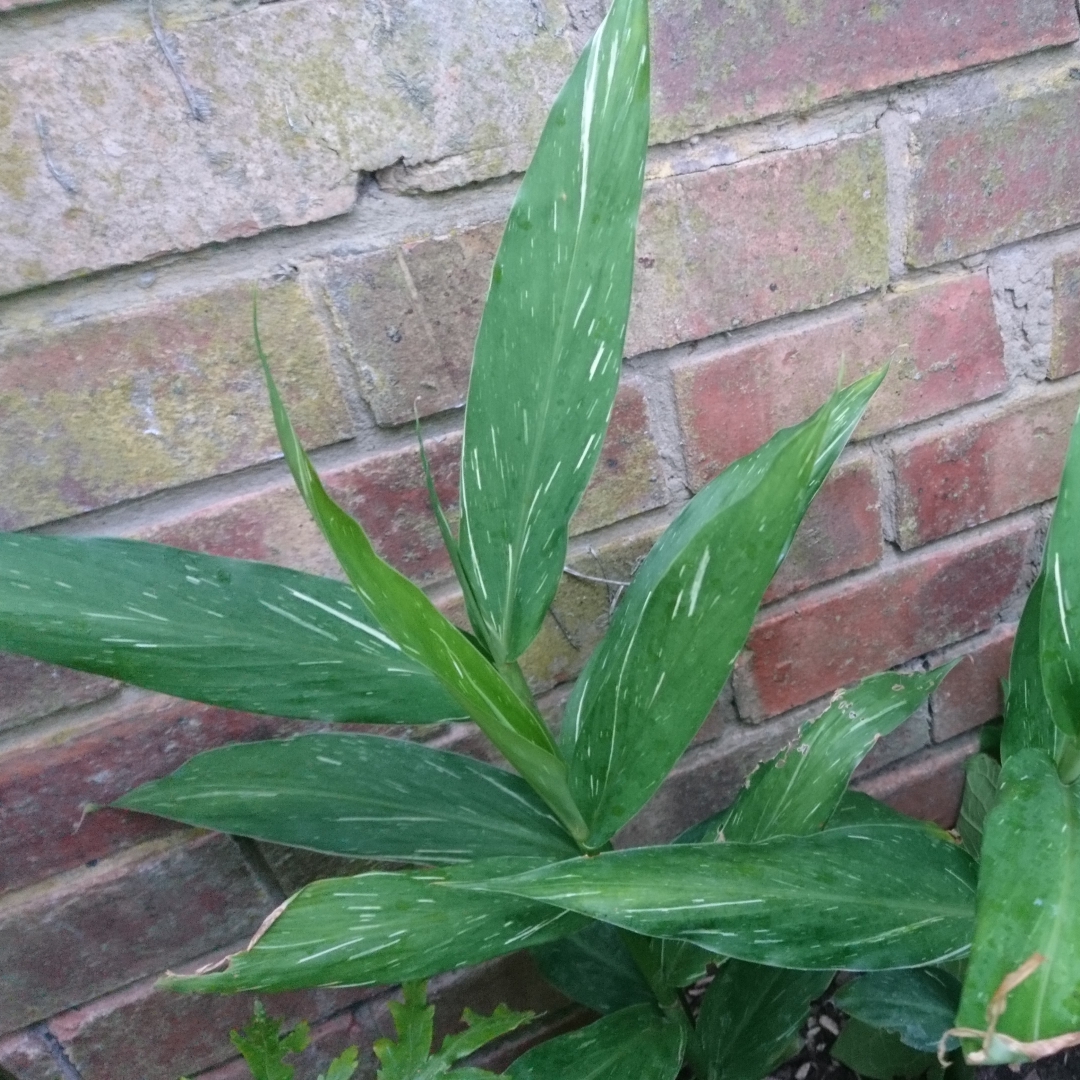 Hedychium Dr Moy in the GardenTags plant encyclopedia Ginger Lily Dr. Moy in the GardenTags plant encyclopedia