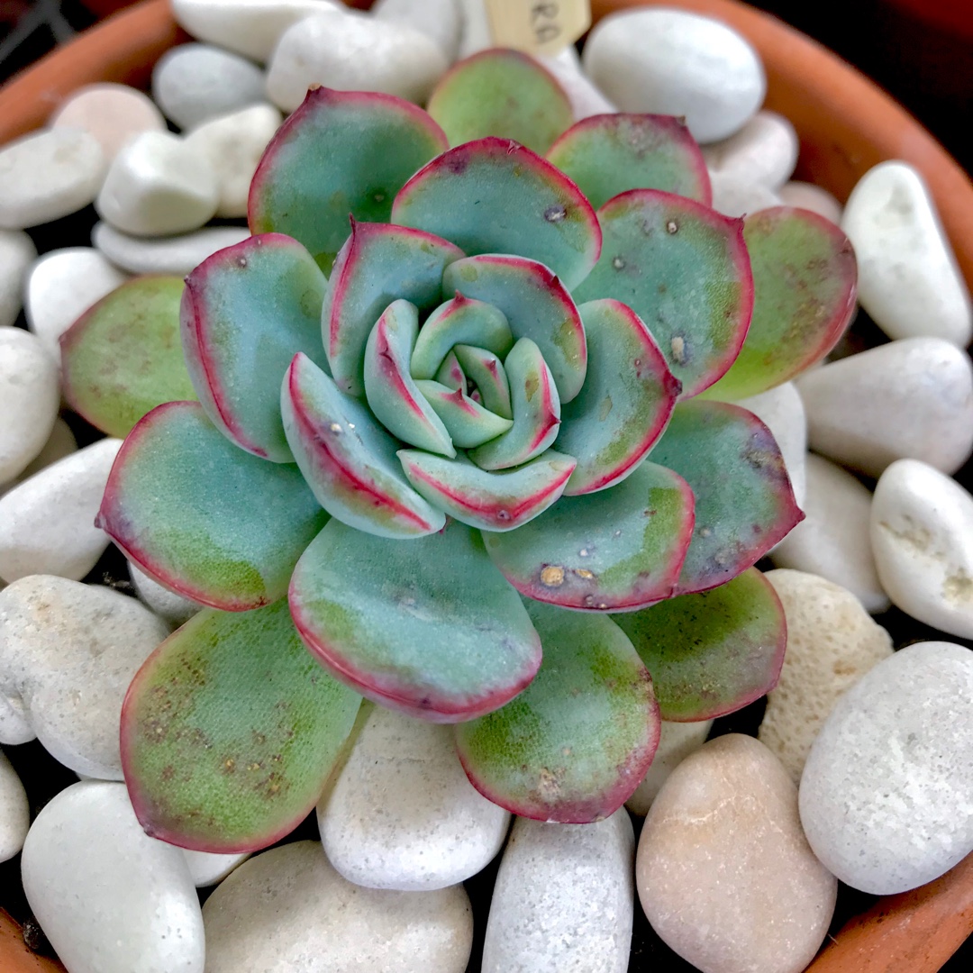 Echeveria Haru Urara in the GardenTags plant encyclopedia Echeveria Haru Urara in the GardenTags plant encyclopedia