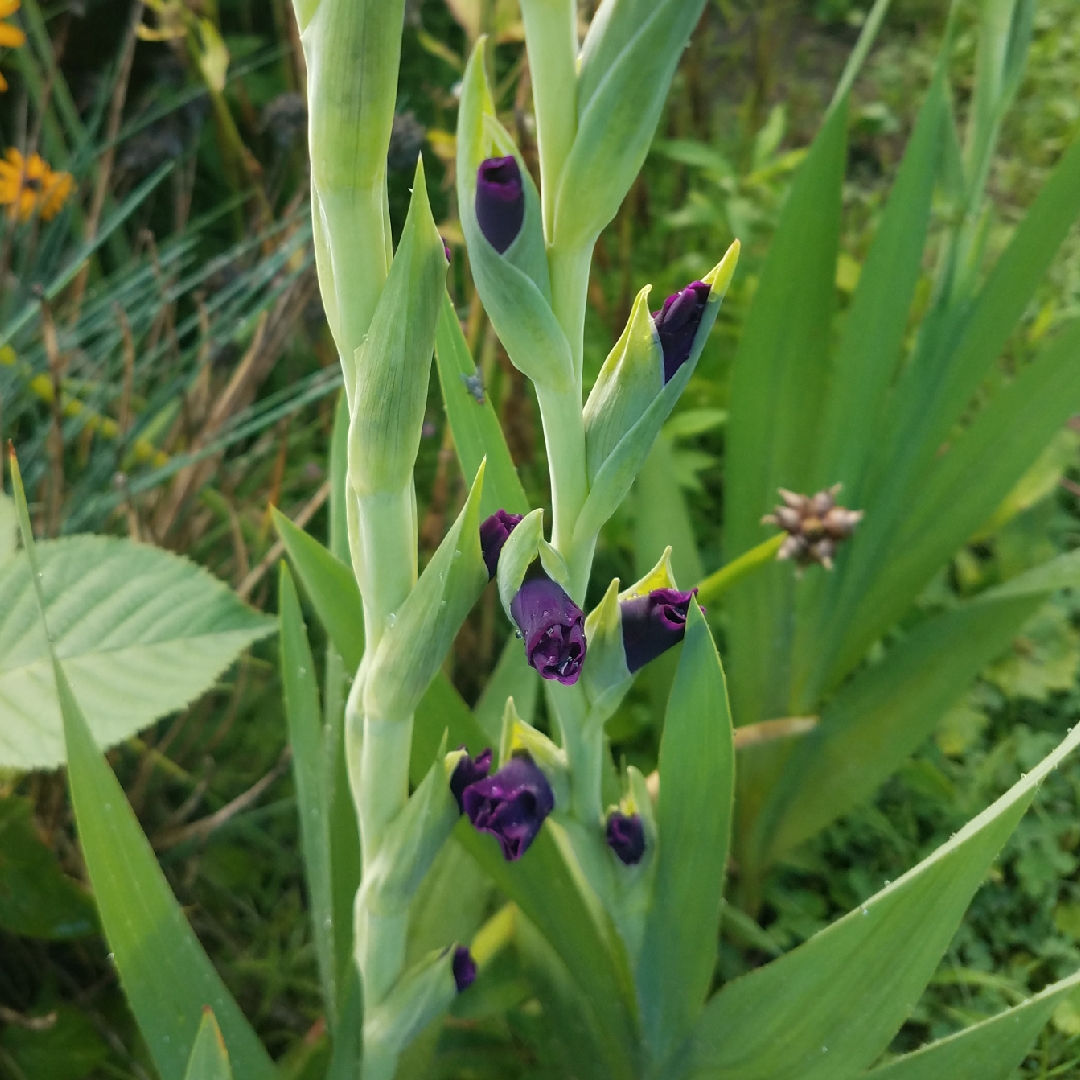 Gladiolus grandiflorus Sugar Plum in the GardenTags plant encyclopedia GladiolI Sugar Plum in the GardenTags plant encyclopedia