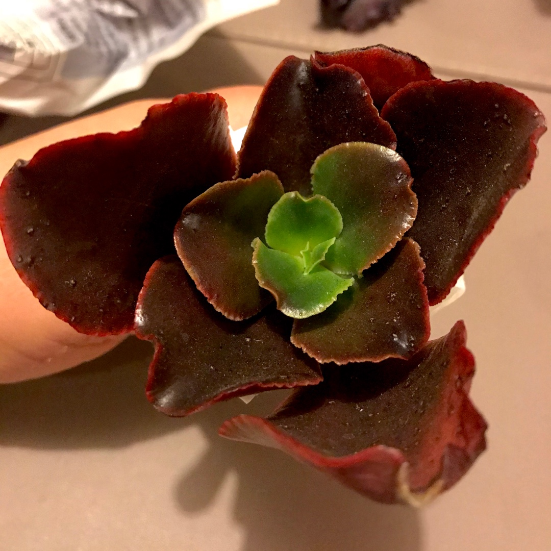 Echeveria Chocolate in the GardenTags plant encyclopedia Echeveria Chocolate in the GardenTags plant encyclopedia
