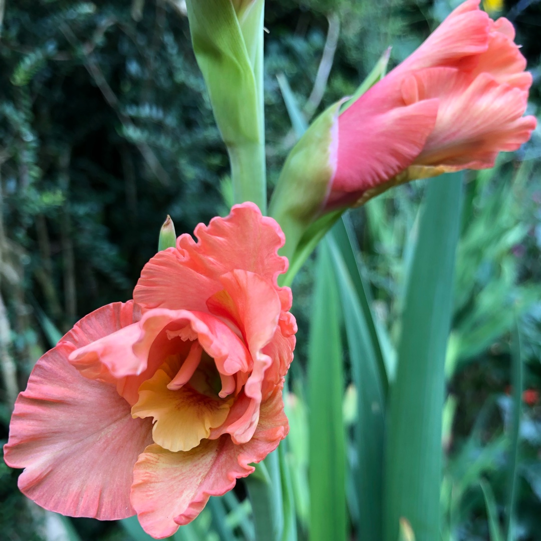 Gladiolus Pop Art in the GardenTags plant encyclopedia Gladioli Pop Art in the GardenTags plant encyclopedia
