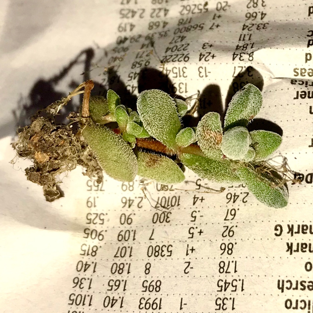 Crassula Namaquensis subsp. Comptonii in the GardenTags plant encyclopedia Crassula Namaquensis subsp. Comptonii in the GardenTags plant encyclopedia