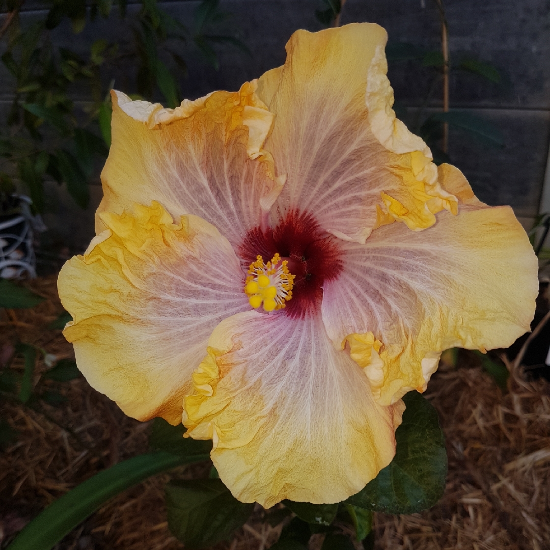 Hibiscus Rosa-sinensis Robyn Jean in the GardenTags plant encyclopedia Hibiscus Robyn Jean in the GardenTags plant encyclopedia