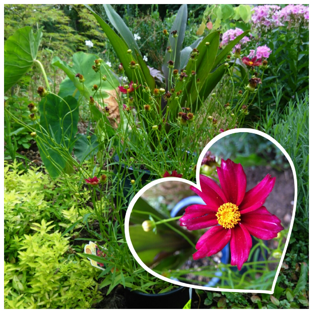 Coreopsis Big Bang™ Mercury Rising in the GardenTags plant encyclopedia Tickseed Big Bang™ Mercury Rising in the GardenTags plant encyclopedia