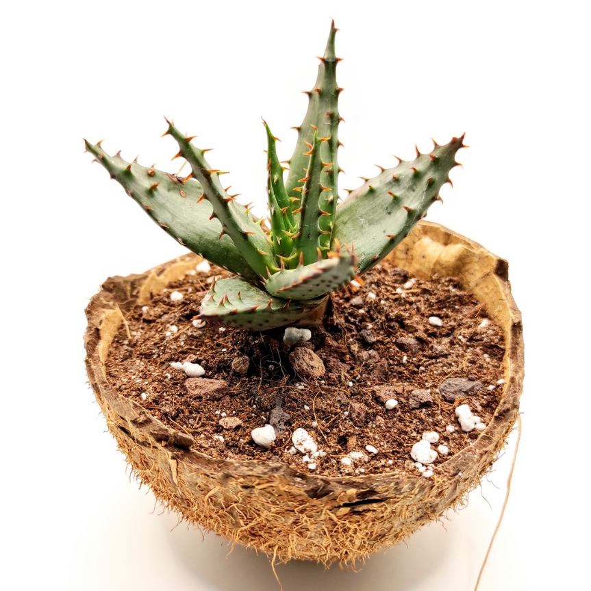 Aloe Broomii in the GardenTags plant encyclopedia Aloe Snake Aloe in the GardenTags plant encyclopedia