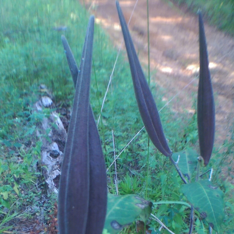 Asclepias purpurascens in the GardenTags plant encyclopedia Purple Milkweed in the GardenTags plant encyclopedia