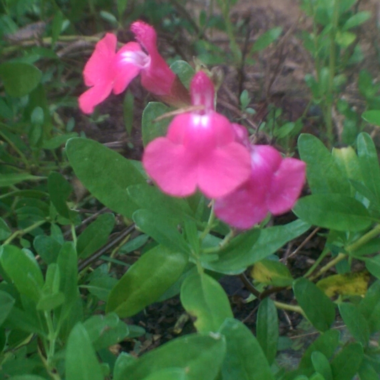 Salvia greggii Mirage™ Pink in the GardenTags plant encyclopedia Salvia Mirage™ Pink in the GardenTags plant encyclopedia