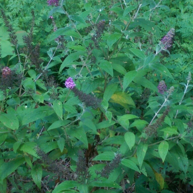 Buddleja davidii PIIBD-III (First Editions Series) syn. Buddleja davidii Psychedelic Sky in the GardenTags plant encyclopedia Butterfly Bush Psychedelic Sky in the GardenTags plant encyclopedia