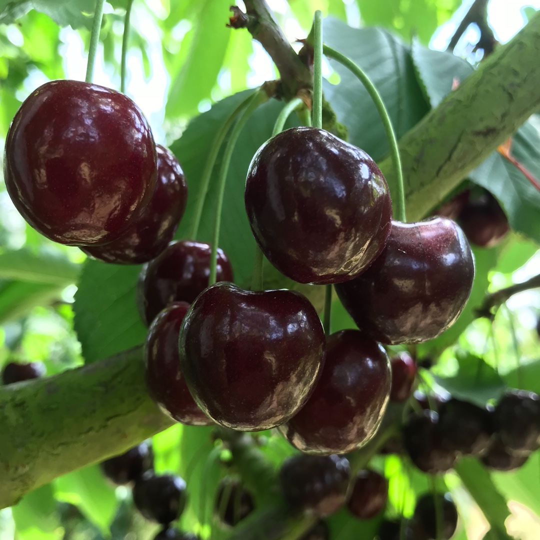 Cherry kordia in the GardenTags plant encyclopedia