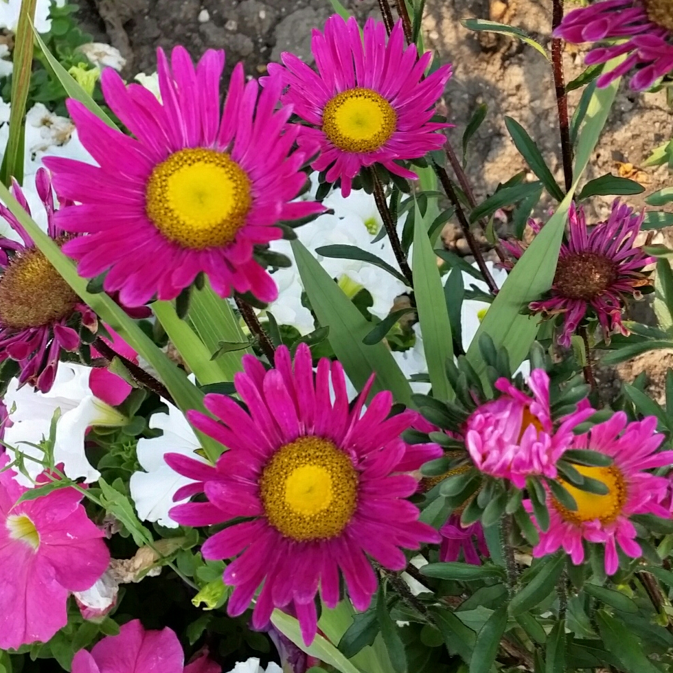 Chrysanthemum Amphion Purple in the GardenTags plant encyclopedia Chrysanthemum Amphion Purple in the GardenTags plant encyclopedia