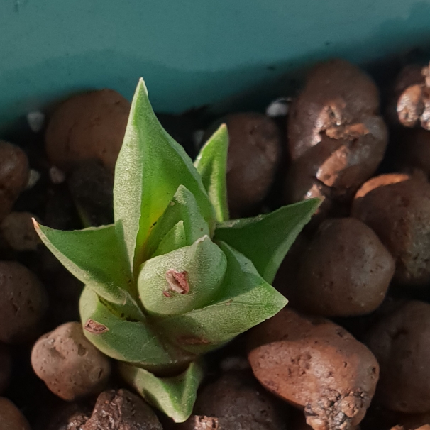 Haworthiopsis Limifolia var. Glaucophylla in the GardenTags plant encyclopedia Haworthiopsis Limifolia v. Glaucaphylla in the GardenTags plant encyclopedia