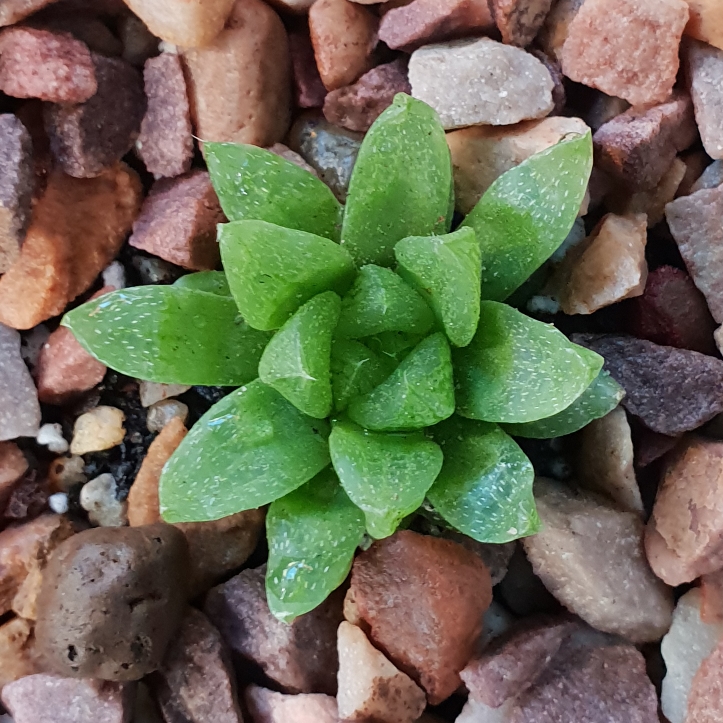 Haworthia turgida var. Pallidifolia in the GardenTags plant encyclopedia Haworthia pallidifolia in the GardenTags plant encyclopedia