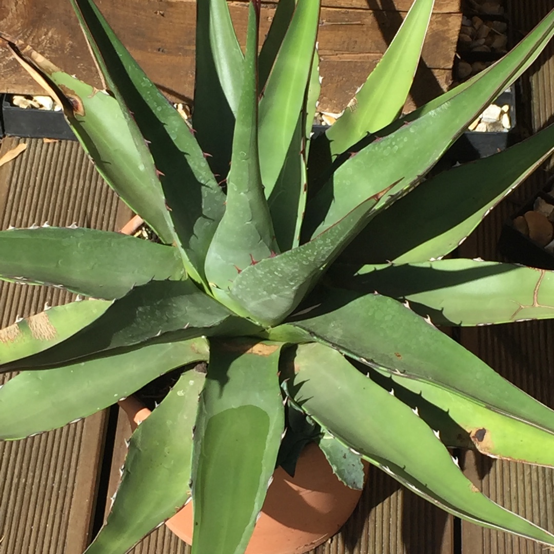 Agave Montana in the GardenTags plant encyclopedia Agave Mountain Agave in the GardenTags plant encyclopedia