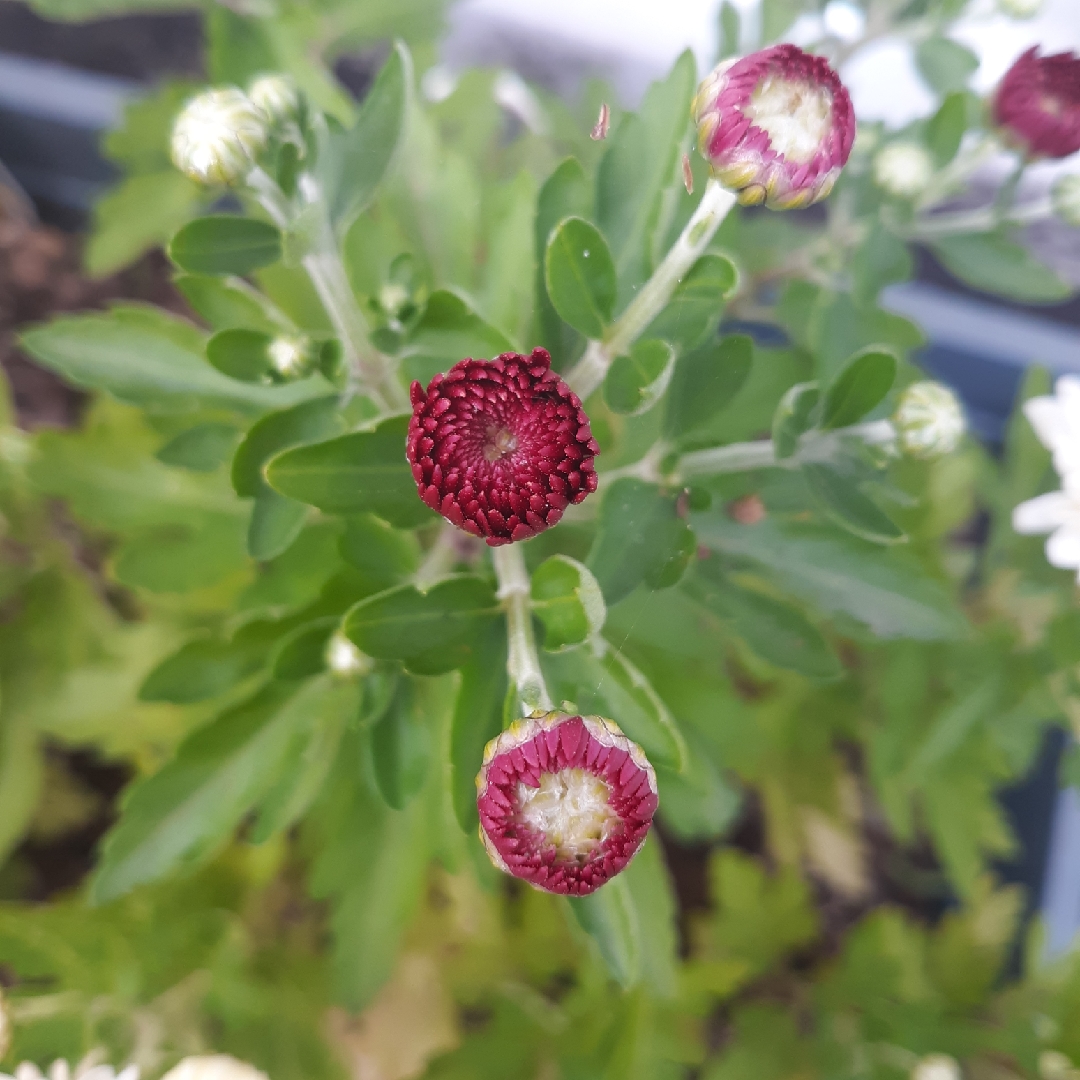 Chrysanthemum Pennine Point in the GardenTags plant encyclopedia Chrysanthemum Pennine Point in the GardenTags plant encyclopedia
