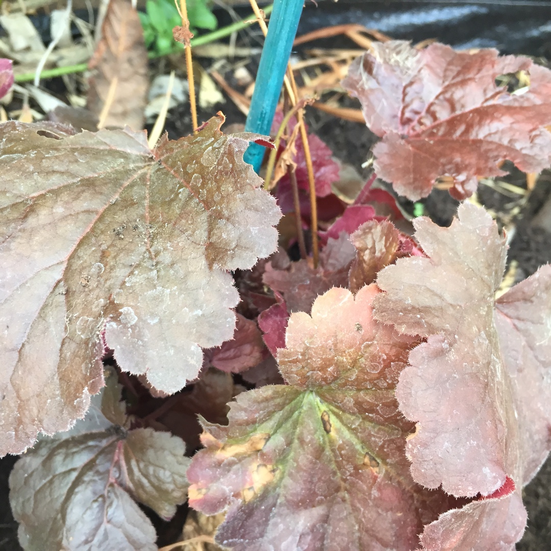 Heuchera Blondie in the GardenTags plant encyclopedia Alumroot Blondie (Little Cutie Series) in the GardenTags plant encyclopedia