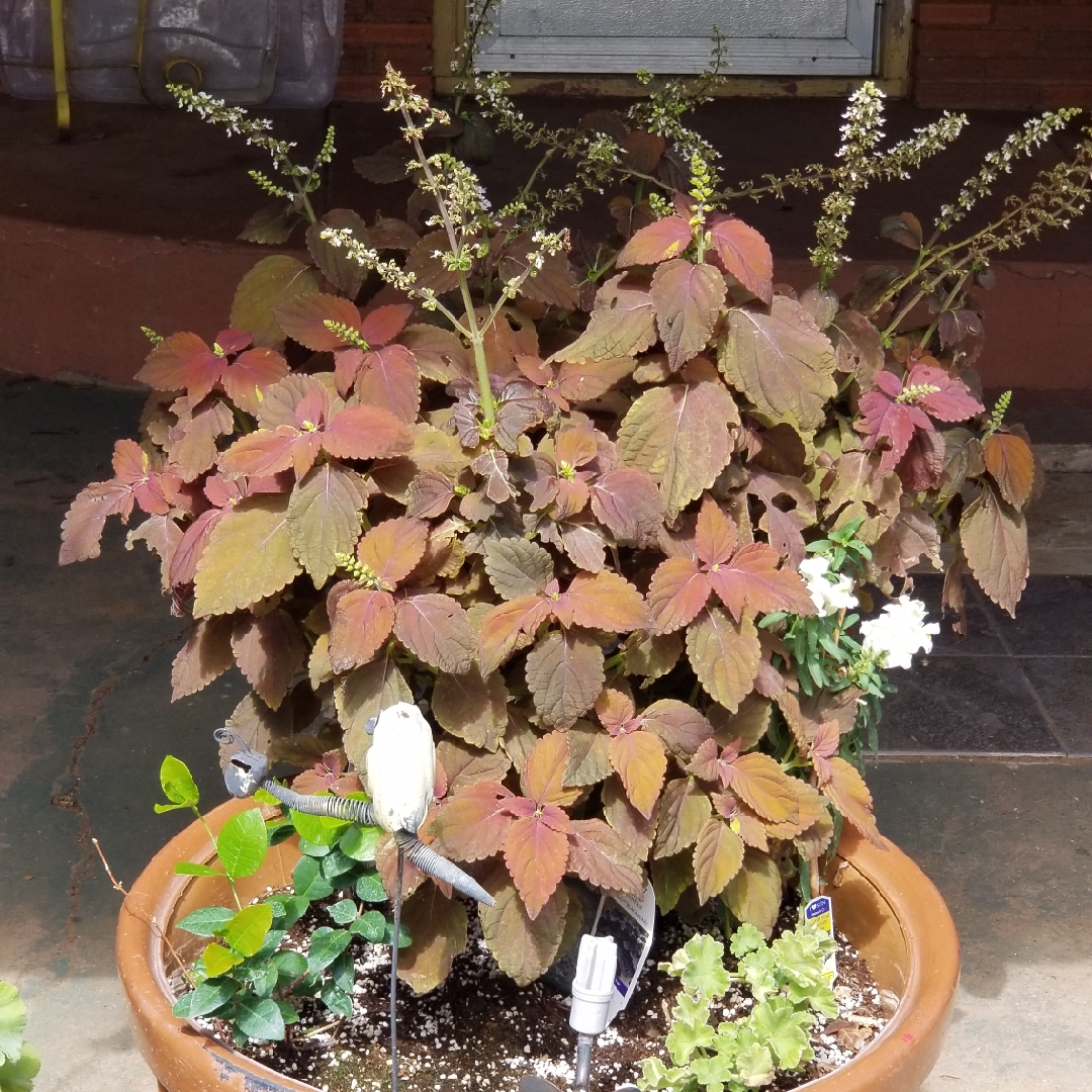 Solenostemon scutellarioides Sedona (ColorBlaze Series) in the GardenTags plant encyclopedia Coleus Sedona in the GardenTags plant encyclopedia