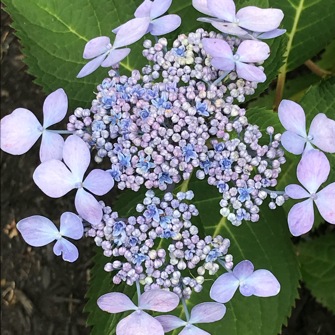 Hydrangea Macrophylla Shugert in the GardenTags plant encyclopedia Forever & Ever Summer Lace Hydrangea in the GardenTags plant encyclopedia