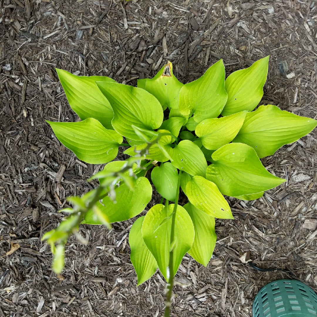 Hosta Birchwood Parkys Gold in the GardenTags plant encyclopedia Plantain Lily Birchwood Parkys Gold in the GardenTags plant encyclopedia