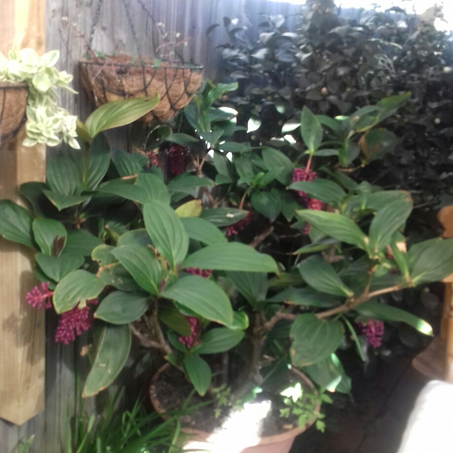 Medinilla myriantha in the GardenTags plant encyclopedia Malaysian Orchid in the GardenTags plant encyclopedia