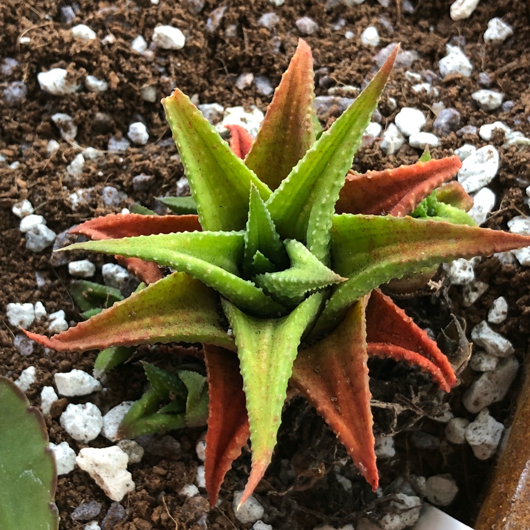 Haworthia wooleyi x limifolia in the GardenTags plant encyclopedia Haworthia in the GardenTags plant encyclopedia