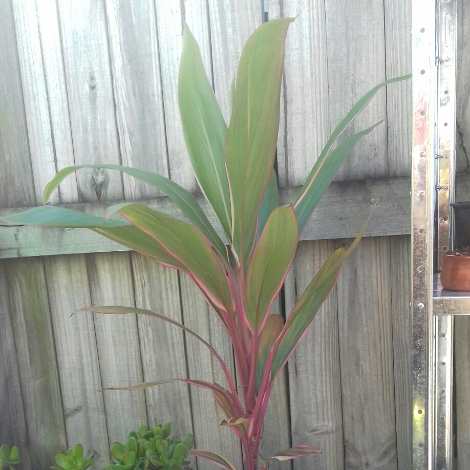 Cordyline Terminalis Pink Diamond in the GardenTags plant encyclopedia Cabbage Tree Pink Diamond in the GardenTags plant encyclopedia