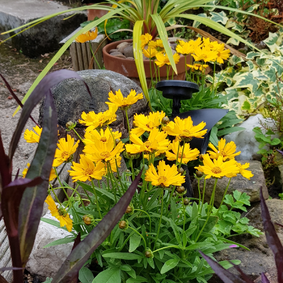 Coreopsis grandiflora Corey™ Single Gold in the GardenTags plant encyclopedia Tickseed Corey™ Single Gold in the GardenTags plant encyclopedia