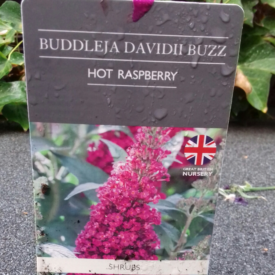 Buddleja davidii Buzz Hot Raspberry (Buzz Series) in the GardenTags plant encyclopedia Butterfly Bush Buzz Hot Raspberry in the GardenTags plant encyclopedia