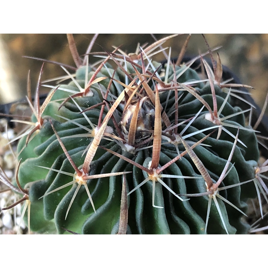 Stenocactus pentacanthus syn. Echinofossulocactus pentacanthus,Stenocactus pentacanthus in the GardenTags plant encyclopedia Tepenexcomitl in the GardenTags plant encyclopedia