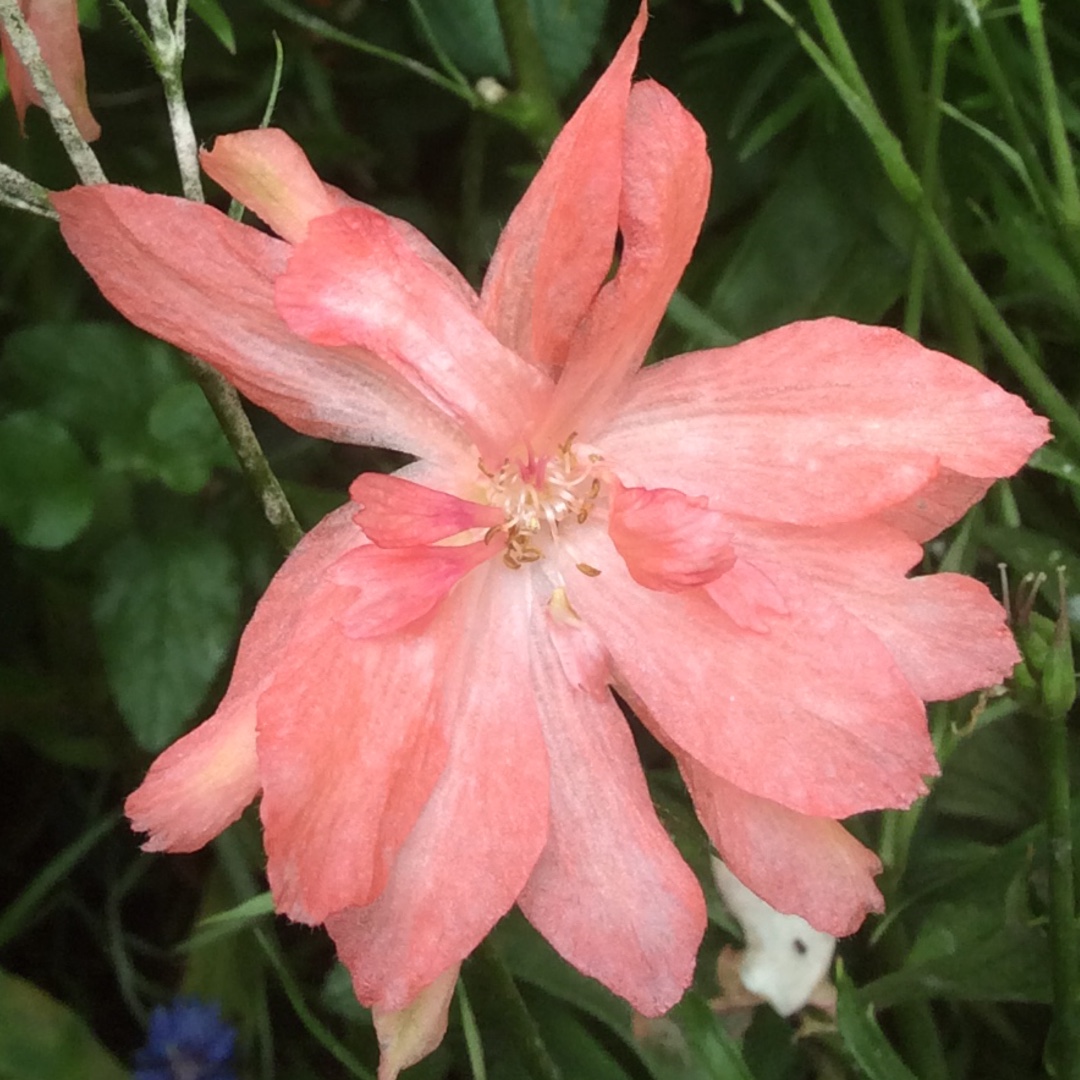 Delphinium Princess Caroline in the GardenTags plant encyclopedia Larkspur Princess Caroline in the GardenTags plant encyclopedia