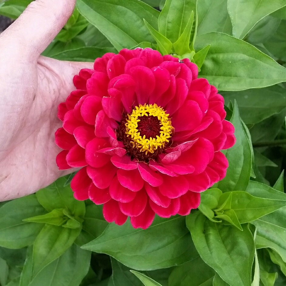 Zinnia elegans Scarlet Flame in the GardenTags plant encyclopedia Zinnia Scarlet Flame in the GardenTags plant encyclopedia