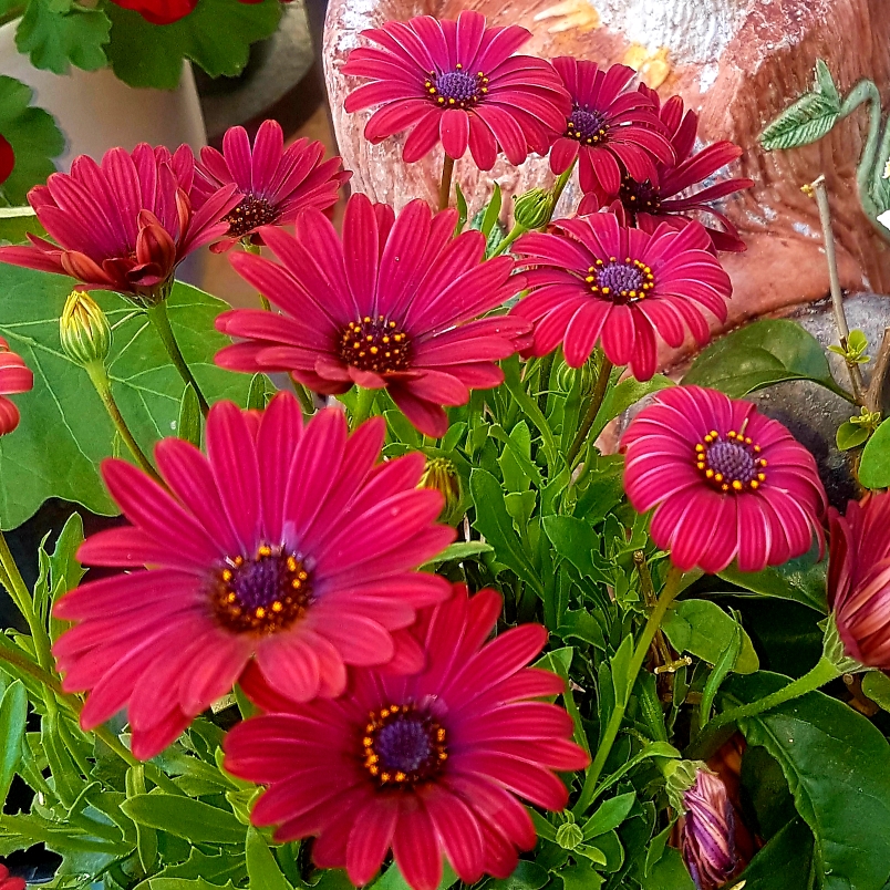 Osteospermum Ecklonis Fortunette Red Flare in the GardenTags plant encyclopedia Osteospermum Fortunette Red Flare in the GardenTags plant encyclopedia