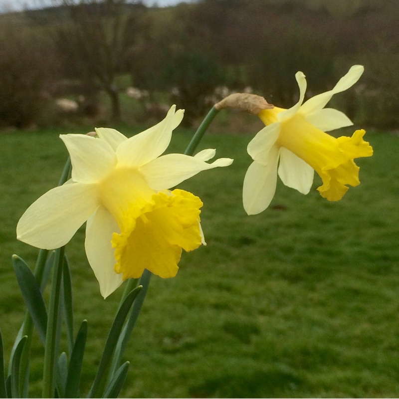 Narcissus Topolino in the GardenTags plant encyclopedia Daffodil Topolino (Trumpet) in the GardenTags plant encyclopedia