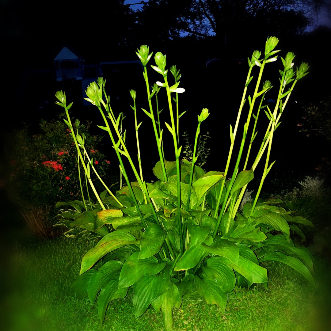 Hosta Royal Standard syn. Hosta Wayside Perfection in the GardenTags plant encyclopedia Plantain Lily Royal Standard in the GardenTags plant encyclopedia