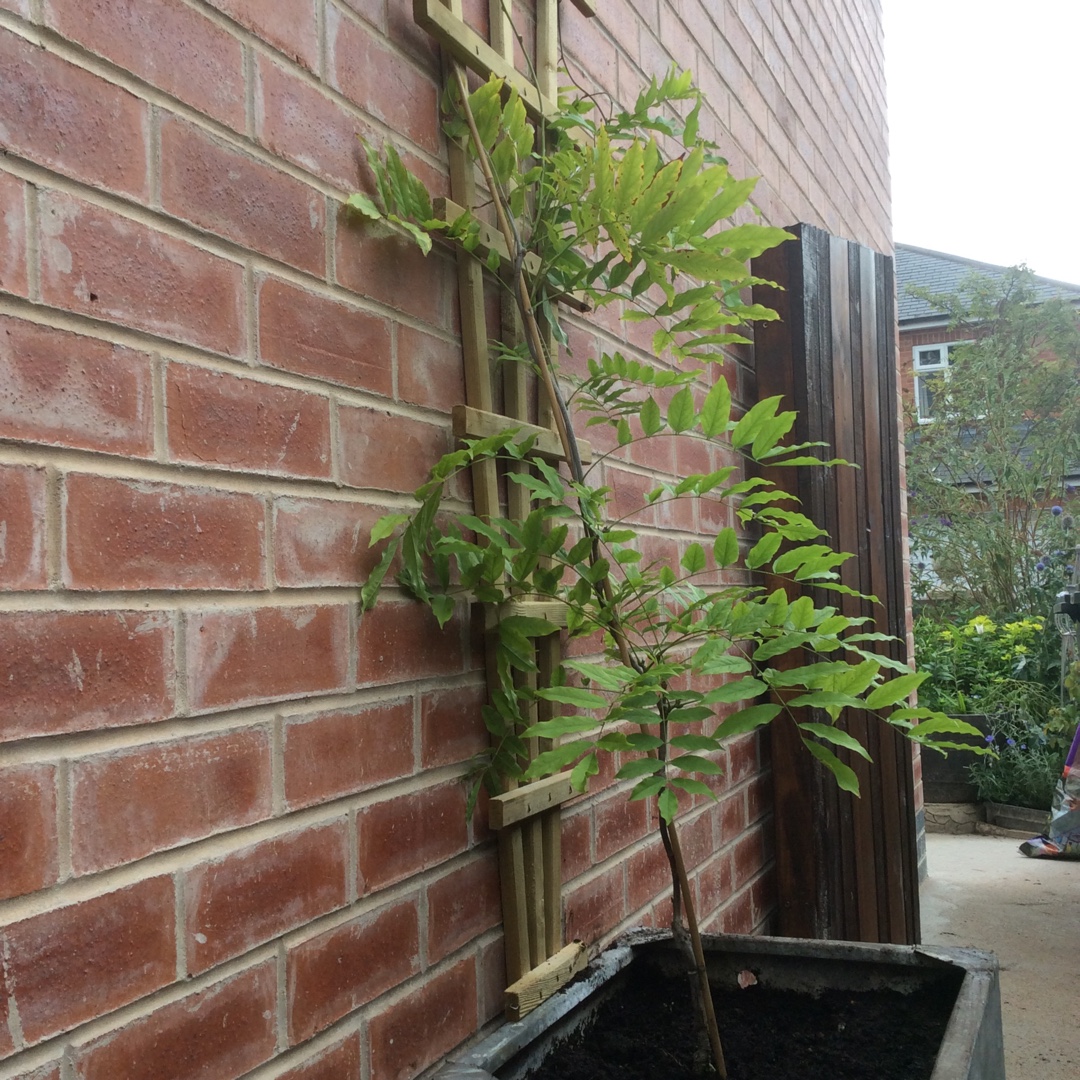 Wisteria floribunda Pink Ice in the GardenTags plant encyclopedia Japanese Wisteria Pink Ice in the GardenTags plant encyclopedia