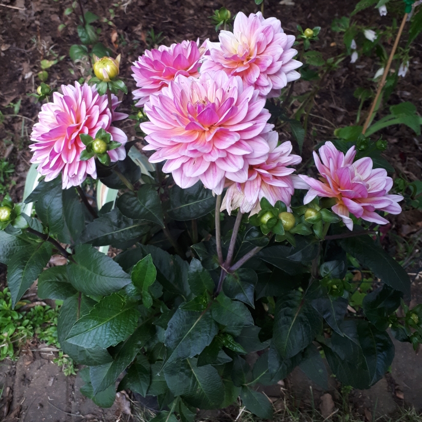 Dahlia Pink Magic in the GardenTags plant encyclopedia Dahlia Pink Magic in the GardenTags plant encyclopedia