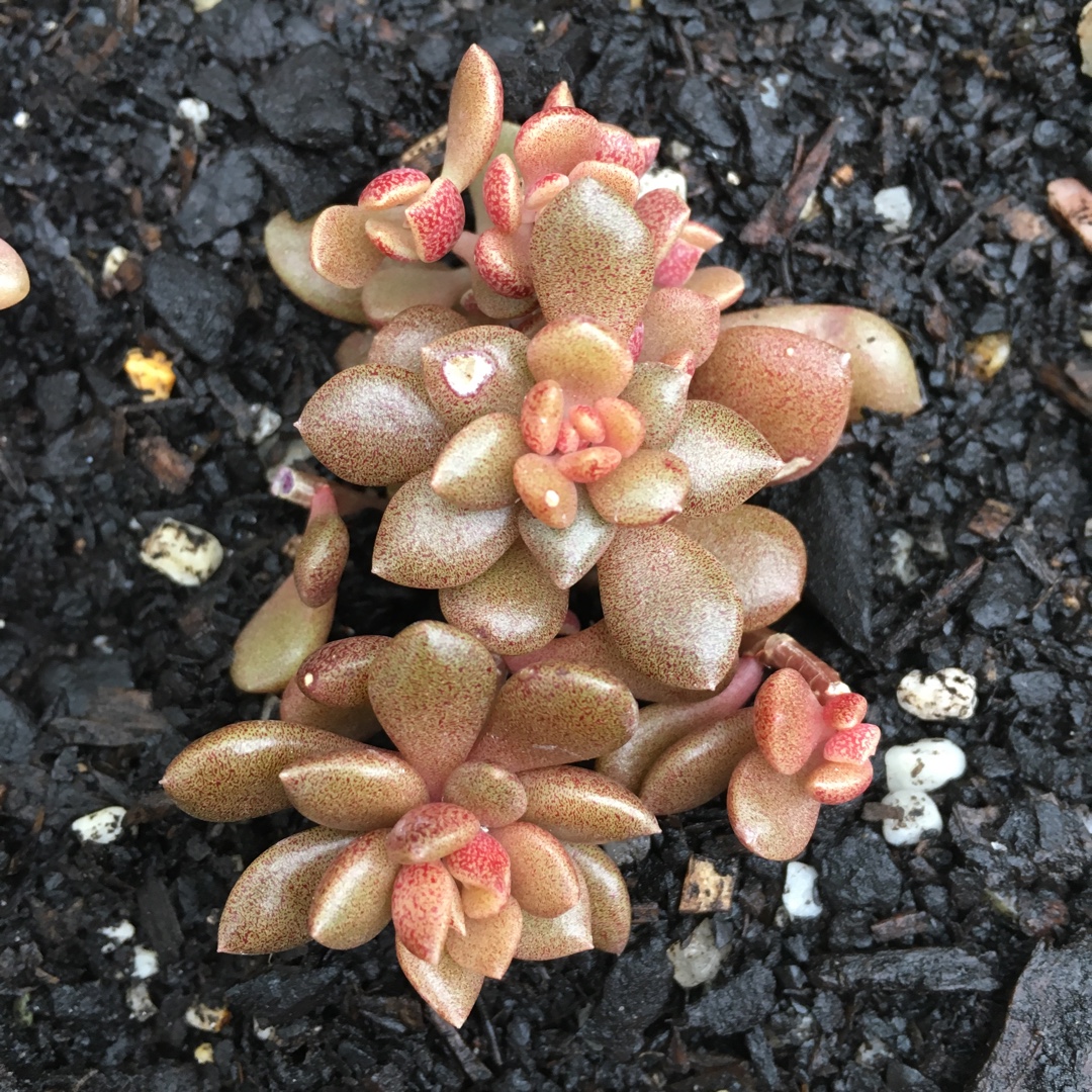 Sinocrassula Densirosulata in the GardenTags plant encyclopedia Sinocrassula Densirosulata in the GardenTags plant encyclopedia