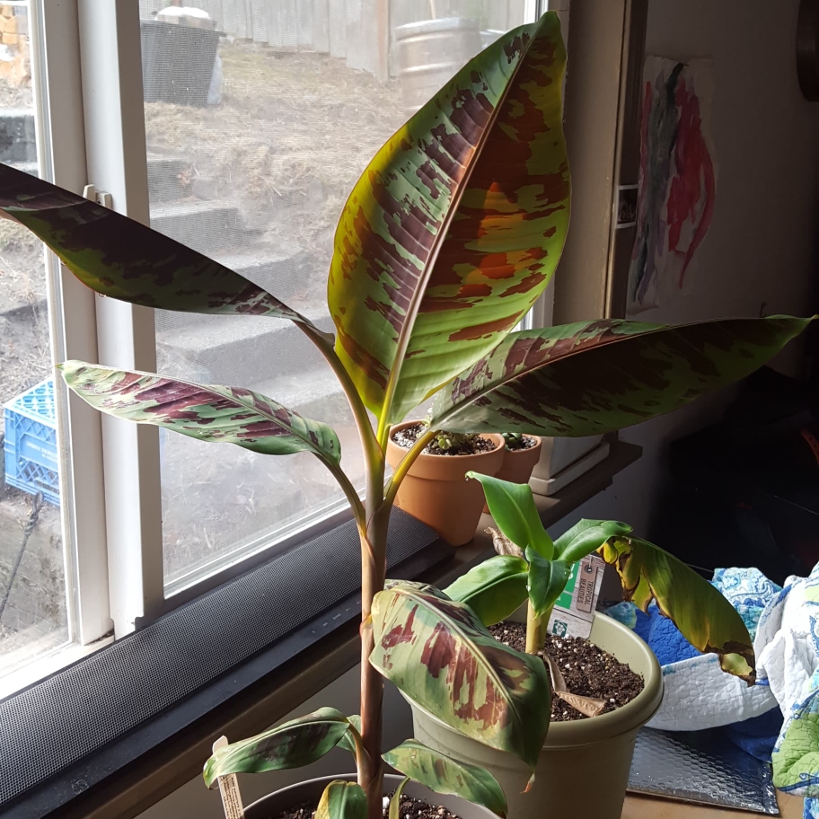 Musa sumatrana x cross (Zebrina x Gran Nain) in the GardenTags plant encyclopedia Hybrid Banana in the GardenTags plant encyclopedia