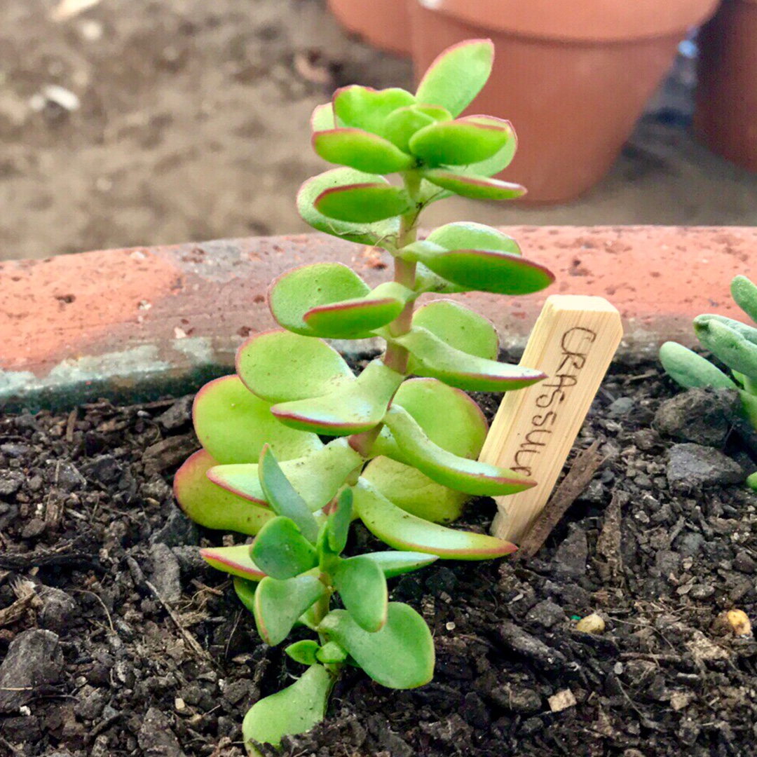 Crassula Cultrata in the GardenTags plant encyclopedia Crassula Cultrata in the GardenTags plant encyclopedia