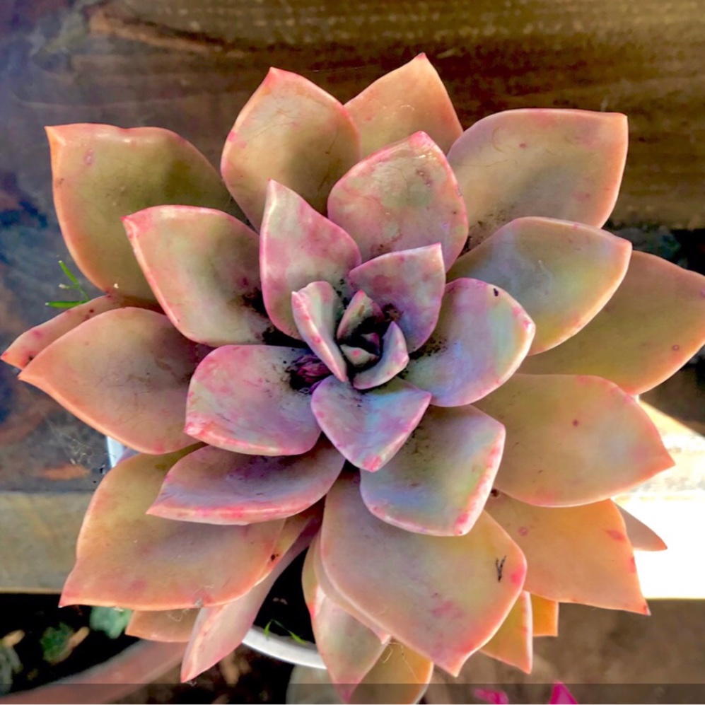 xGraptoveria Albert Baynes in the GardenTags plant encyclopedia Graptoveria Albert Baynes in the GardenTags plant encyclopedia