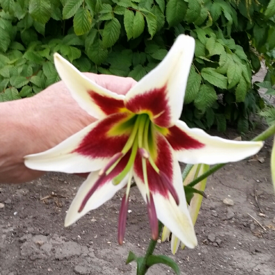 Lilium Miss Lily in the GardenTags plant encyclopedia Lily Miss Lily (Other) in the GardenTags plant encyclopedia