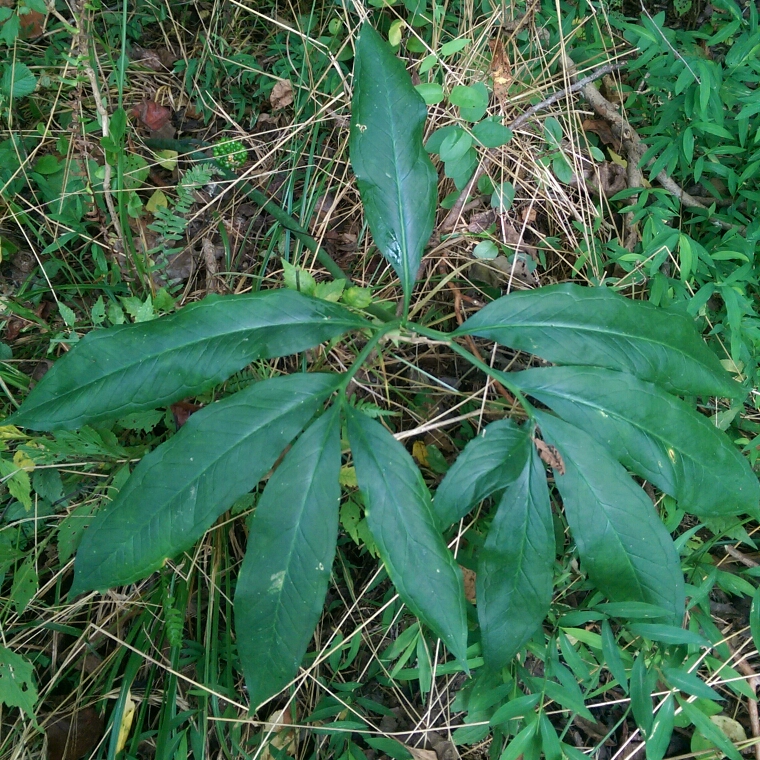 Green Dragon in the GardenTags plant encyclopedia