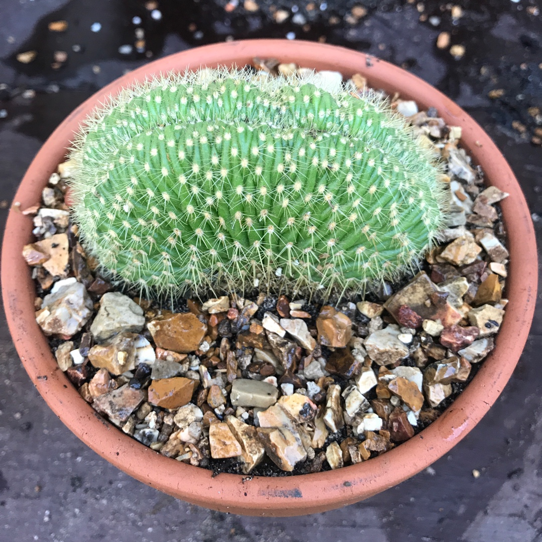 Trichocereus huascha cristata in the GardenTags plant encyclopedia Trichocereus huascha crested form in the GardenTags plant encyclopedia