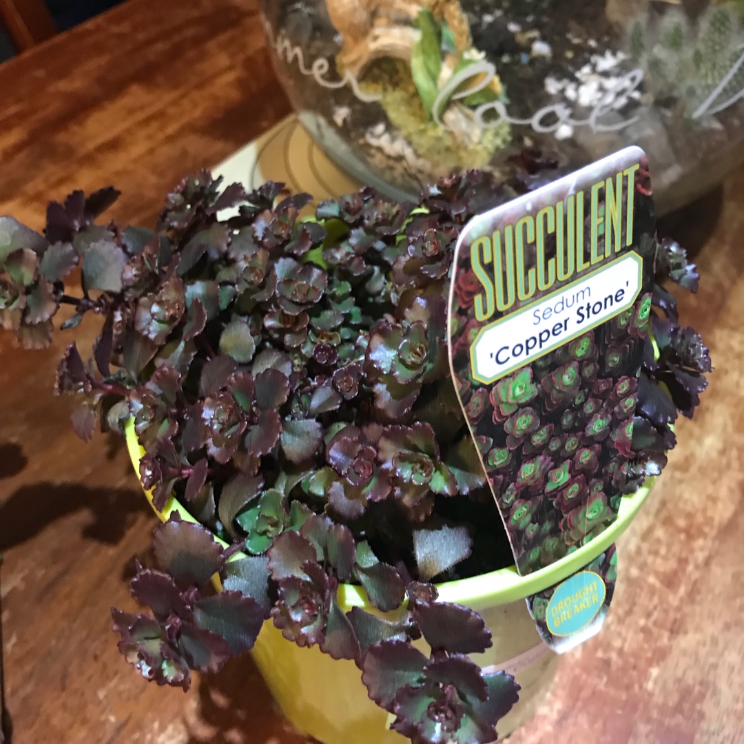 Sedum Copper Stone in the GardenTags plant encyclopedia Sedum Copper Stone in the GardenTags plant encyclopedia