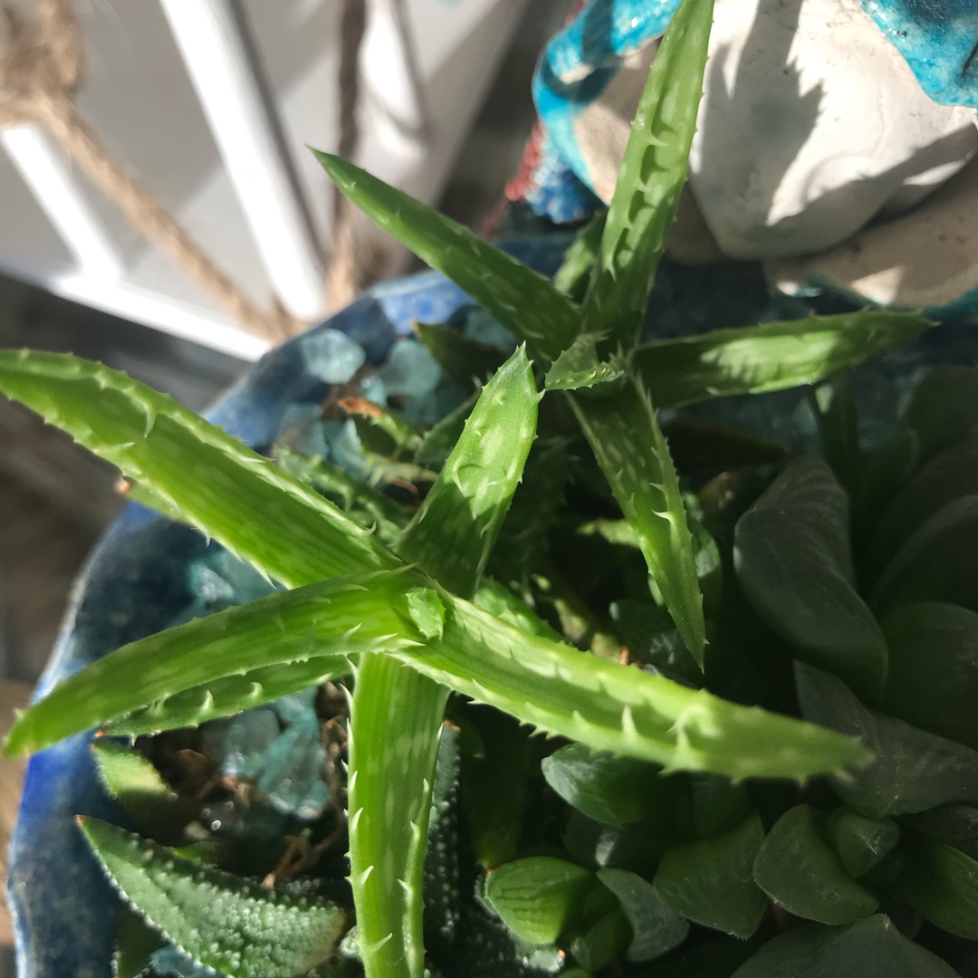 Aloe Mini Belle in the GardenTags plant encyclopedia Aloe Mini Belle in the GardenTags plant encyclopedia