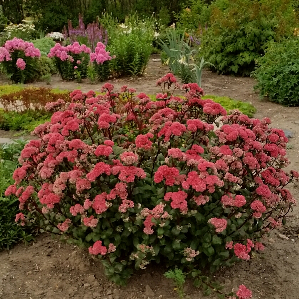 Hylotelephium Autumn Fire in the GardenTags plant encyclopedia Hylotelephium Autumn Fire in the GardenTags plant encyclopedia